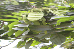 Centrolobium tomentosum